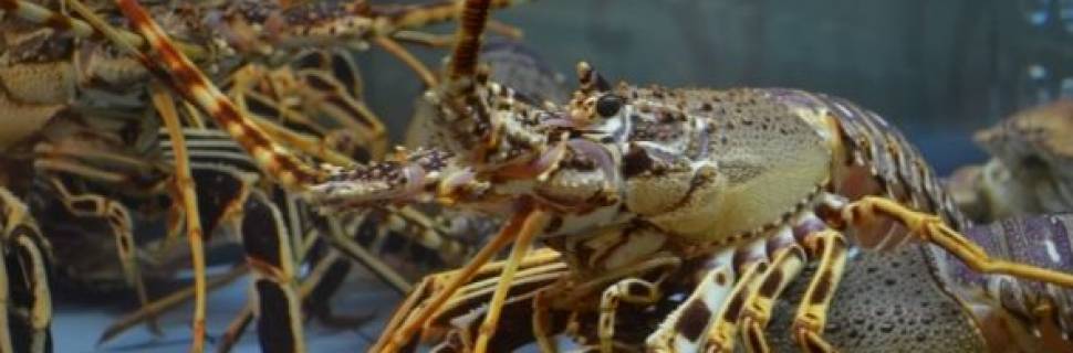  Um olhar realista para o cenário atual e o futuro da pesca da Lagosta