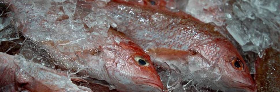 A crise anunciada na pesca do pargo – O preço de não fazer nada