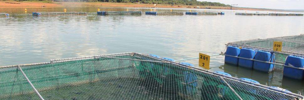 Recorde atrás de recorde: os números da piscicultura BR em 2024