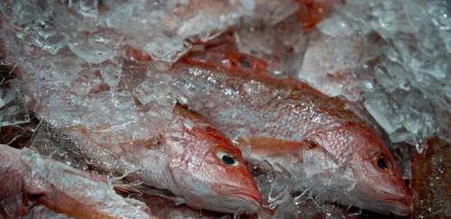 A crise anunciada na pesca do pargo – O preço de não fazer nada A crise anunciada na pesca do pargo – O preço de não fazer nada