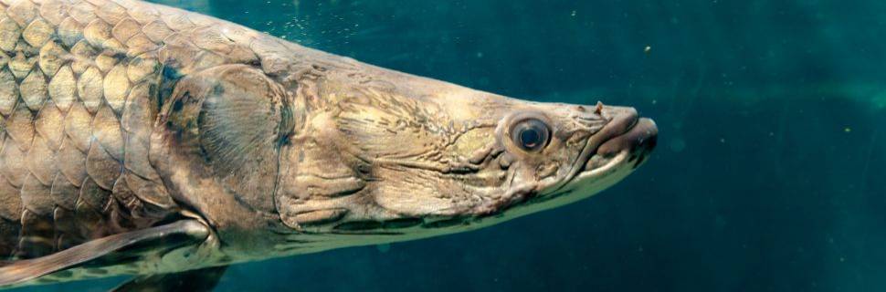 Ibama classifica pirarucu como espécie exótica invasora 