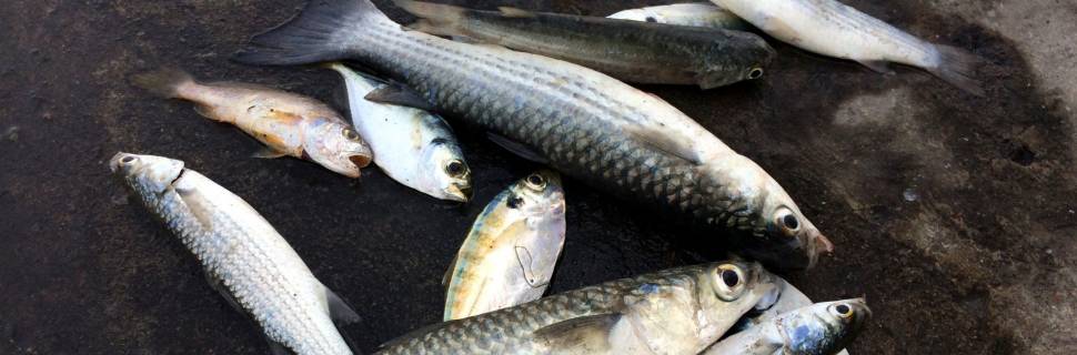 Portaria lista embarcações autorizados à pesca especial da tainha 