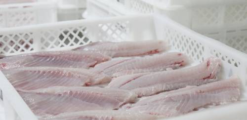 Tarifaço: pescado segue pressionado; BNDES abre protocolo para crédito