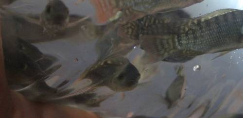 Governo Federal lançará o Plano Safra 2021/22 nesta terça-feira (22)