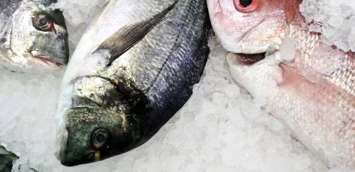 Bem-estar animal começa bem antes do abate! Bem-estar animal começa bem antes do abate!