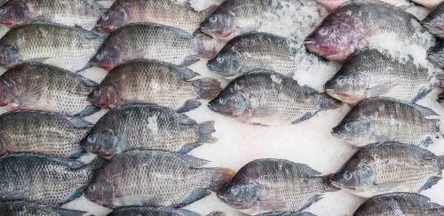 Valores da tilápia estabilizam na primeira semana de maio