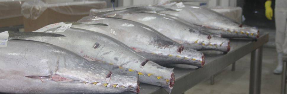 Exportações de pescado do RN aos EUA caem 80% após tarifaço