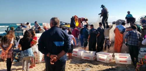 Safra da tainha 2021: mais um ano de desentendimentos Safra da tainha 2021: mais um ano de desentendimentos