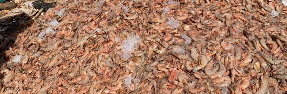 Camarão descartado no ES: muito a esclarecer