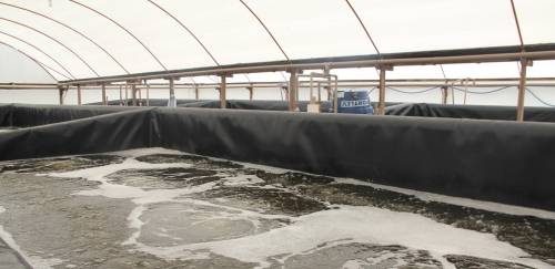 Carcinicultores de RN recebem Bolsonaro e equipe nesta sexta-feira(21)