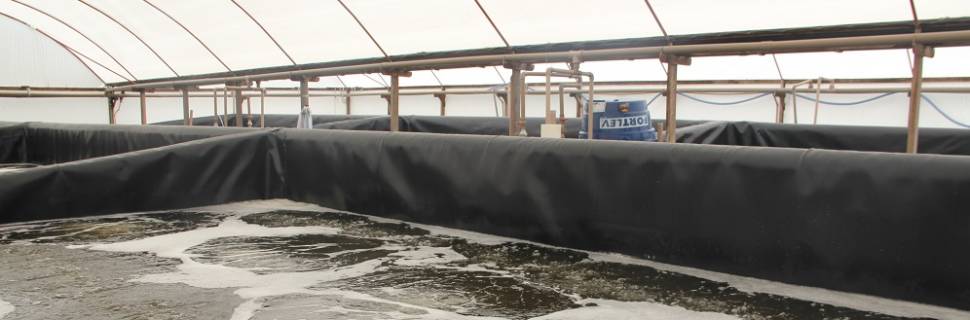 Carcinicultores de RN recebem Bolsonaro e equipe nesta sexta-feira(21)