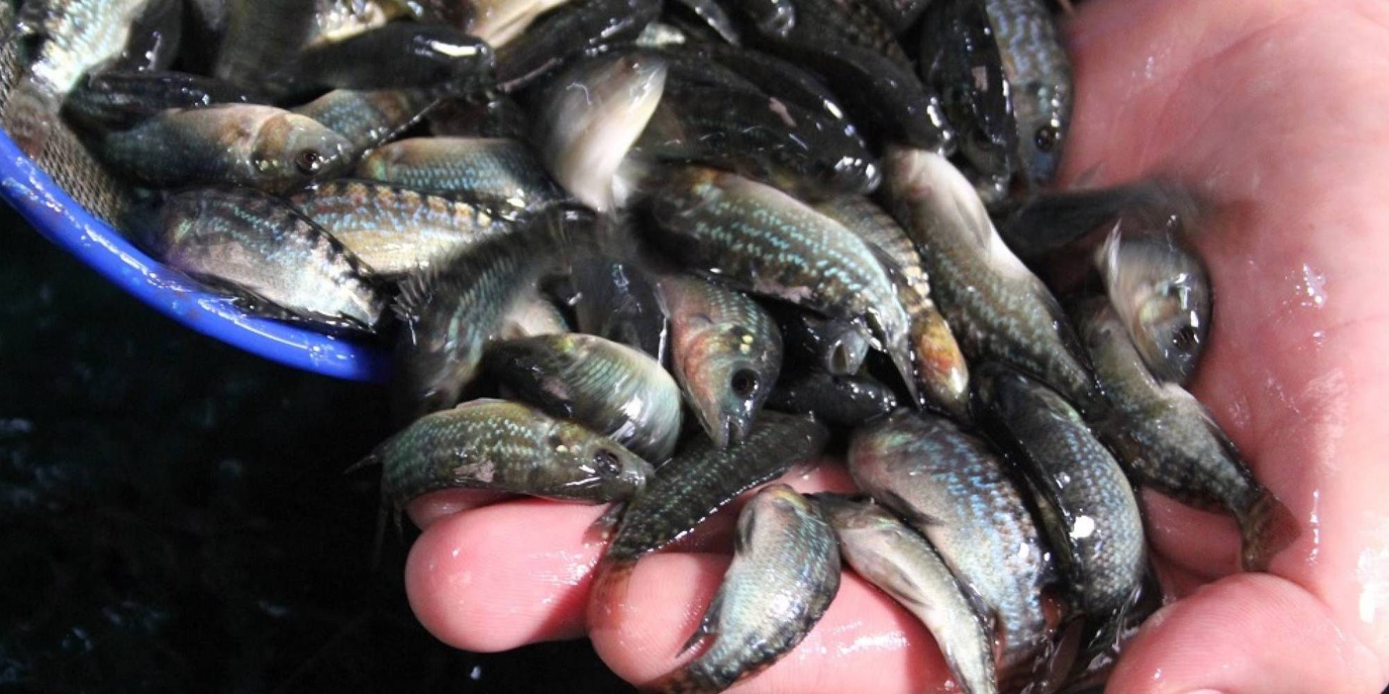 Evento internacional da Caunesp debate sanidade na aquicultura