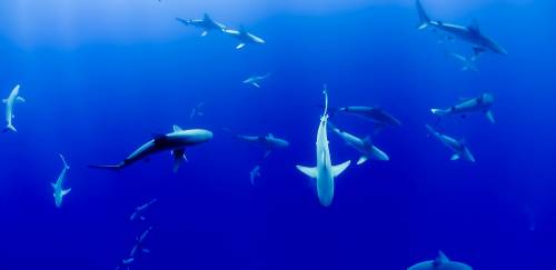 Cação: um panorama atual do mercado brasileiro