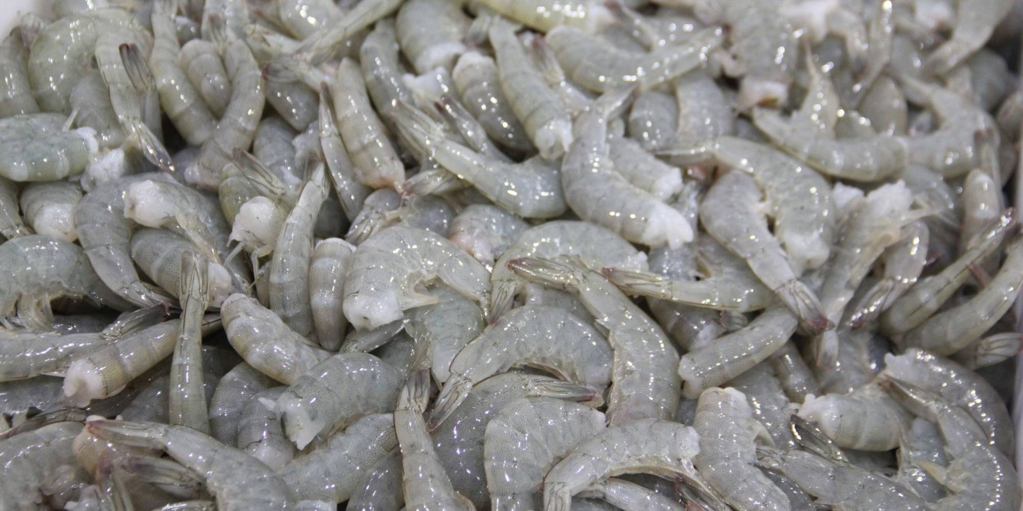 >PPM 2022: Carcinicultura brasileira somou 113,3 mil toneladas PPM 2022: Carcinicultura brasileira somou 113,3 mil toneladas