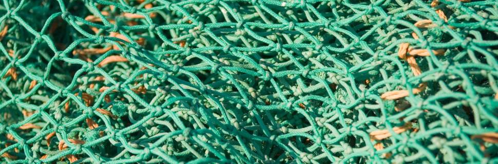 >Iniciado FIP da castanha do Brasil para atingir selo MSC Iniciado FIP da castanha do Brasil para atingir selo MSC