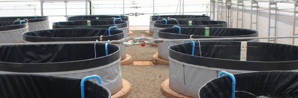 Fiperj faz renovação do plantel e estimula piscicultura fluminense