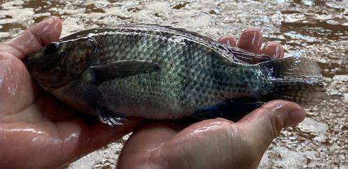 A fórmula da Copacol para se manter inovando na produção de tilápia A fórmula da Copacol para se manter inovando na produção de tilápia