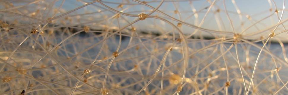 Cemitério de pinguins em SC está associado a pesca, sugere Época