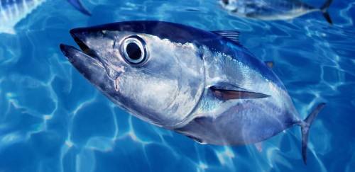 Cenário da Competição da Pesca de Atuns no Atlântico - Parte 1