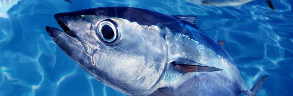 Cenário da Competição da Pesca de Atuns no Atlântico - Parte 1