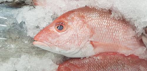China habilita três novas plantas frigoríficas de pescado do Brasil