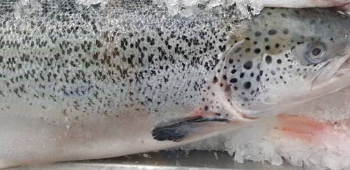 108 plantas de pescado brasileiras podem exportar para a China