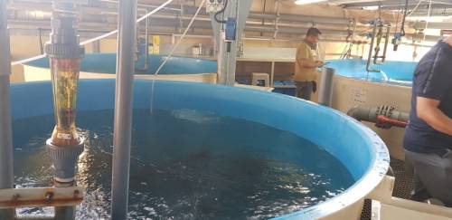 Aquicultura na Ásia em foco: Cingapura