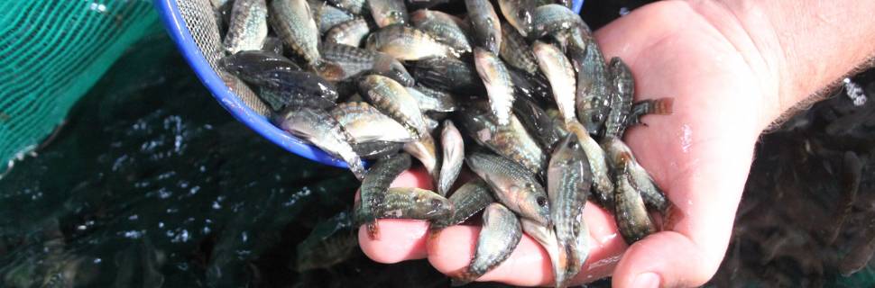 RGP deixa de ser critério para financiamento de custeio e investimento