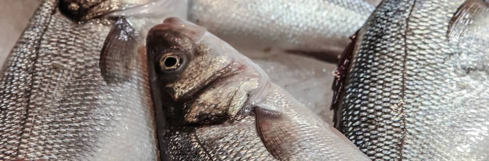 Cobrança de ICMS de pescado em SP motiva criação de Frente Parlamentar