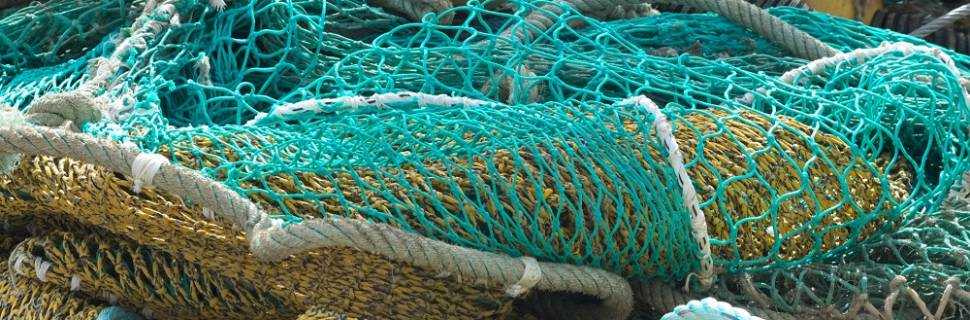 >Conheça o período de defeso das espécies de pescado no Brasil Conheça o período de defeso das espécies de pescado no Brasil