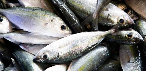 Covid-19 X  Comércio exterior de pescado no 1º semestre  - Parte 1