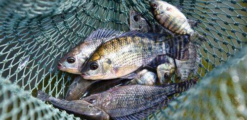 A influência da genética no rendimento de carcaça e filé em tilápias