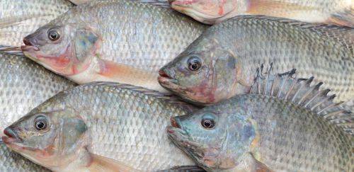 Grupo Natter anuncia investimento para duplicar produção de tilápia