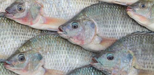 Anuário PeixeBR 2023: Produção de tilápia salta 3% em 2022 Anuário PeixeBR 2023: Produção de tilápia salta 3% em 2022