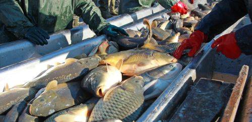 SIF: Garantia de qualidade e acesso aos mercados interno e externo