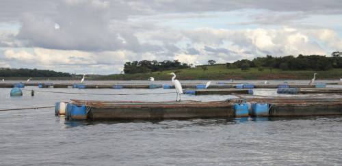 Segurança do trabalho na aquicultura e seu impacto na estratégia ESG