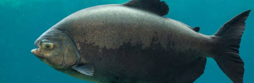 Os desafios para a consolidação da cadeia dos peixes nativos no Brasil