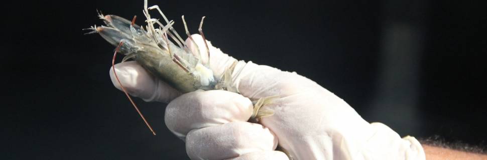 Com foco em sanidade, Brasil pode produzir 150 mil t de camarão 
