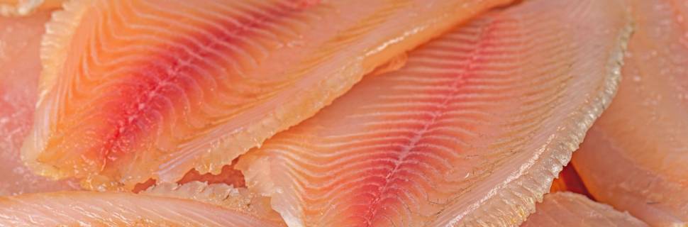 Mapa vê risco “negligenciável” em importação de tilápia do Vietnã