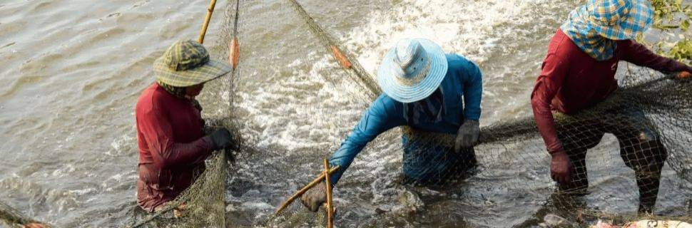 Plano Safra 2025/26 prevê crédito de R$ 516 bi ao agronegócio