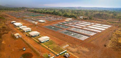 Crescer, produzir e resistir: a nova linha da GenoMar Genetics Crescer, produzir e resistir: a nova linha da GenoMar Genetics