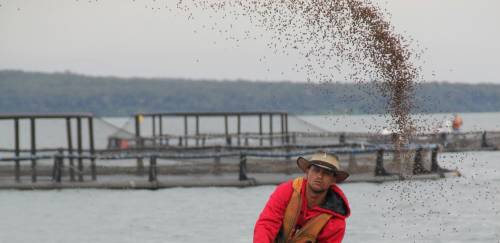 Após Seaspiracy, ASC lança padrão para fabricação de rações