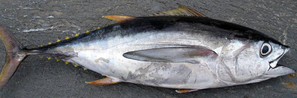 Prime Seafood vai construir fábrica de processamento de atum e lagosta