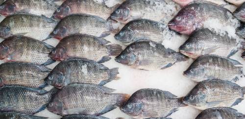 Tilápia: uma espécie universal no mundo do pescado Tilápia: uma espécie universal no mundo do pescado