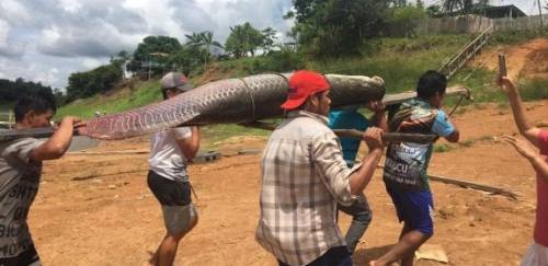  Pirarucu de Mamiraua ganha registro de Indicação Geográfica