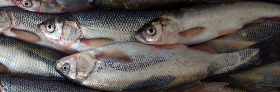 MPA e MMA definem cotas para a safra da tainha 2026