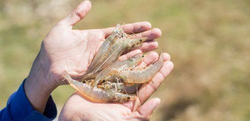 Sítio do RN é eleito a propriedade mais sustentável do Brasil em 2025