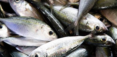 Brasil assina Declaração de Copenhague contra crime na pesca