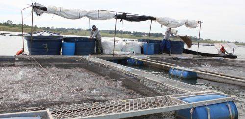 1º semestre positivo traz boas perspectivas à piscicultura nacional   