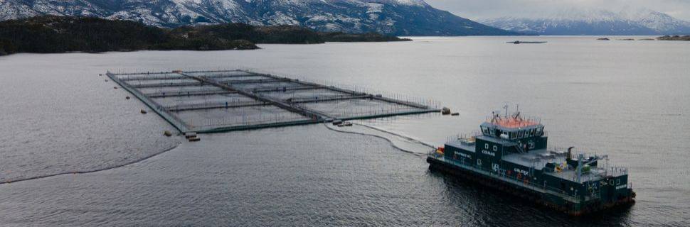 Salmão do Atlântico e coho: a rota de expansão das espécies no Brasil 